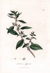 Seinämäinen, Parietaria officinalis. Käsinvärinen kuparilevykaiverrus James Sowerbyn kasvitieteellisestä kuvituksesta William Woodvillesta ja Sir William Jackson Hookerin "" Medical Botany" -teoksesta, John Bohn, Lontoo