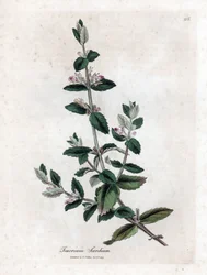 Water germandree - Vesigermander, Teucrium scordium. Käsinvärinen kuparilevykaiverrus James Sowerbyn kasvitieteellisestä kuvituksesta William Woodvillesta ja Sir William Jackson Hookerin "" Medical Botany" -teoksesta, John Bohn, Lontoo