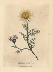 Valkoinen ja keltainen espanjakamomilla, Anthemis pyrethrum