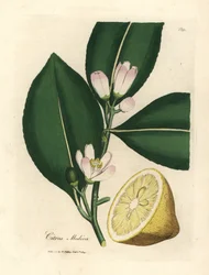 Sitruunapuun, Citrus medican, valkoiset kukat ja kypsät hedelmät