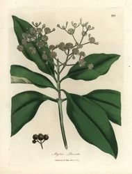 Valkoinen kukkainen maustepuu, Myrtus pimenta
