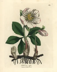 Valkokukkainen jouluruusu, Helleborus niger