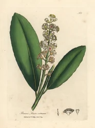 Valkoinen kukkainen kirsikkalaakeripuu, Prunus laurocerasus