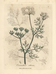 Valkoinen kukkainen korianteri, Coriandrum sativum