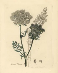 Valkoinen kukkainen villiporkkanakasvi, Daucus carota