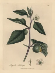 Valkoinen kukkainen talvikirsikka, Physalis alkekengi