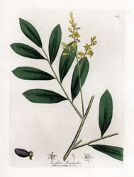 Valkoinen mahonki tai marupa - Simaruba, Simarouba amara. Käsinvärinen kuparilevykaiverrus James Sowerbyn kasvitieteellisestä kuvituksesta William Woodvillesta ja Sir William Jackson Hookerin "" Medical Botany" -teoksesta, John Bohn, Lontoo