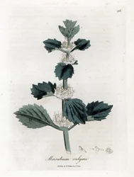 Valkoinen tai tavallinen marrube - Valkoinen horehound, Marubium vulgare. Käsinvärinen kuparikaiverrus James Sowerbyn kasvitieteellisestä kuvituksesta William Woodvillesta ja Sir William Jackson Hookerin "" Medical Botany" -teoksesta, John Bohn, Lontoo