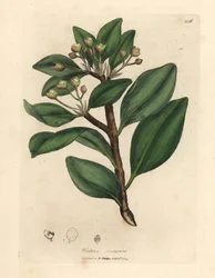 Talven kuoripuu, Wintera aromatica, Drimys winteri