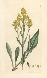 Woad, Isatis tinctoria (Pastel des dyers ou guede) Käsinvärinen kuparikaiverrus James Sowerbyn kuvituksen mukaan James Smithin Englannin kasvitieteestä Lontoossa