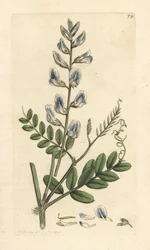 Puuvirna, Vicia sylvatica (vesce des bois) Käsinvärinen kuparikaiverrus James Sowerbyn kuvituksen mukaan James Smithin Englannin kasvitieteestä Lontoossa