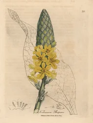 Keltakukkainen suurileveälehtinen mullein, Verbascum thapsus