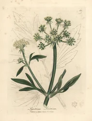 Keltakukkainen leipäpuu, Ligusticum levisticum