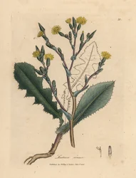 Keltakukkainen villisalaatti, Lactuca virosa