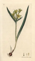 Betlehemin keltainen tähti, Gagea lutea (Ornithogalum luteum) (gagee jaune) Käsinvärinen kuparikaiverrus James Sowerbyn kuvituksen jälkeen James Smithin Englannin kasvitieteestä Lontoossa