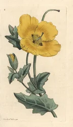 Keltasarviuniikko, Glaucium flavum (Chelidonium glaucium) Käsinvärinen kuparikaiverrus James Sowerbyn kuvituksen mukaan James Smithin Englannin kasvitieteestä Lontoossa