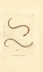 Nuori sileä käärme, Coronella austriaca (Dumfriesshire käärme, Coluber dumfrisiensis). James Sowerbyn käsinvärinen kuparikaiverrus The British Miscellanysta tai värillisiä hahmoja uusista, harvinaisista tai vähän tunnetuista eläimistä.