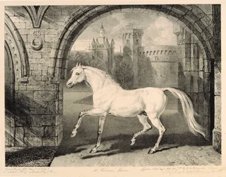 Persialainen hevonen, "Celebrated Horses" -sarjasta, taiteilijan julkaisemasta neljätoista kilpakuvasarjasta, 1823-24