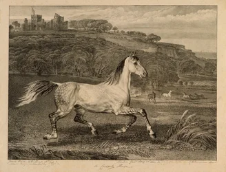 Cossack Horse, Celebrated Horses -sarjasta, taiteilijan julkaisema neljätoista kilpakuvasarja, 1823-24