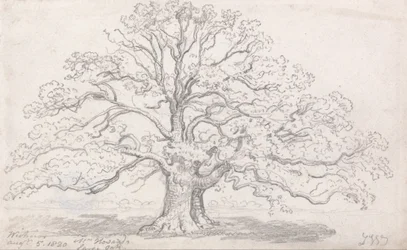 Howardin suuri tammi, 5. elokuuta 1820