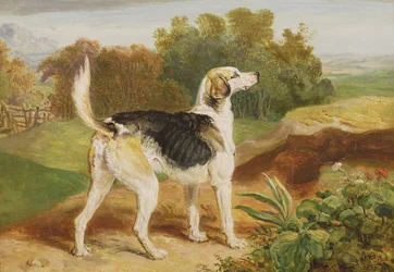 Ravager, yksi Lambton Houndeista (öljy paneelissa)
