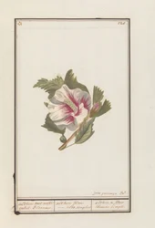 Hibiscus (Hibiscus syriacus) Althea valkoisilla yksittäiskukilla. / althea flore - valkoinen yksinkertaisesti. / althea yksinkertainen valkoinen kukka (otsikko esineessä)