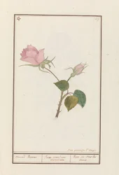 Roos (Rosa) maend Roose / Kaikkien kuukausien ruusu / Rose de tous les mois (otsikko esineessä)