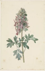 Kukkiva Corydalis bulbosa