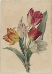 Tulppaanikimppu