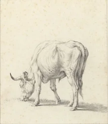 laiduntava härkä