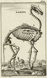 Kamelin luuranko, n. 1680-luku