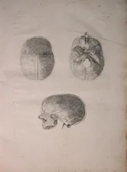 Albinus II, Pl. III, Kraniaaliluu, kuva julkaisusta "Tables of human bones", Bernhard Siegfried Albinus (1697-1770), julkaisija J.undH. Verbeek, bibliop. 1753, Leiden, 1753