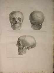 Albinus II, Pl. I, kuvitus julkaisusta "Tables of human bones", Bernhard Siegfried Albinus (1697-1770), 1729, julkaisija J.undH. Verbeek, bibliop. 1753, Leiden