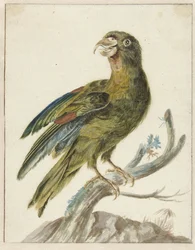 Papukaija