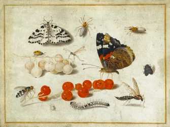 Perhonen, toukka, yöperhonen, hyönteisiä ja herukoita, noin 1650-65 (guassi ja muste pergamentille).