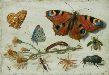 Kolme perhosta, kovakuoriainen ja muita hyönteisiä ragwort-leikalla, 1650-luvun alku