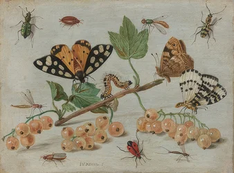 Hyönteiset ja hedelmät. Noin 1660-65