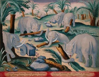 Elefanttilauma rakentaa vaistomaisesti kuoppaloukun, levy 1 teoksesta "Venationes Ferarum, Avium, Piscium" (Metsästys: pedot, linnut, kalat), kaiverrettu Jan Collaert (1566-1628), julkaisija Phillipus Gallaeus color (amsterdamilainen) kaiverrus)