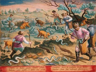Italialaiset kyykäärmeet syövät rupikonnat, levy 60 julkaisusta "Venationes Ferarum, Avium, Piscium" (Metsästys: Wild Beasts, Birds, Fish), kaiverrettu Jan Collaert (1566-1628), julkaissut Phillipus Gallaeus of Amsterdam (käsinvärinen kaiverrus)