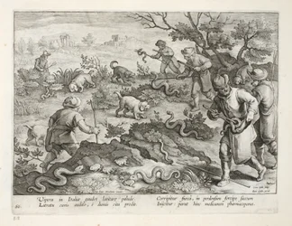 Italialaiset kyykäärmeet syövät rupikonnat, levy 60, kuva julkaisusta "Venationes, Ferarum, Avium, Piscium" (Metsästys: Wild Beasts, Birds, Fish), kaiverrus Jan Collaert (1566-1628), pub. kirjoittanut Phillipus Gallaeus