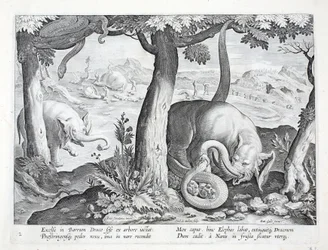 Elefantinmetsästyksessä käytetty käärme, kuvitus teoksesta "Venationes, Ferarum, Avium, Piscium" (Metsästys: Wild Beasts, Birds, Fish), kaiverrus Jan Collaert (1566-1628), pub. kirjoittanut Phillipus Gallaeus, Amster