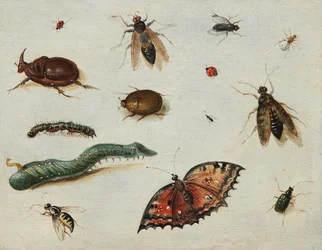 ""Hyönteiset"" (Insects) Maalaus Jan Van Kessel Vanhin (1626-1679) Öljy puulle Koko 13x16,5 cm Fondation Custodia