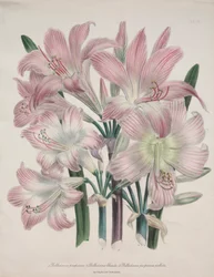 Belladonna Lily: Amaryllis belladonna