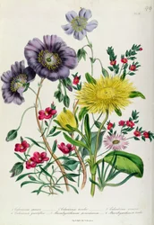 Calandrinia, levy 18 The Ladies Flower Gardenista, julkaistu 1842 (värilitho)