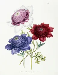 Viljelty Anemone coronarialin kaksoislajikkeita, 1843-49