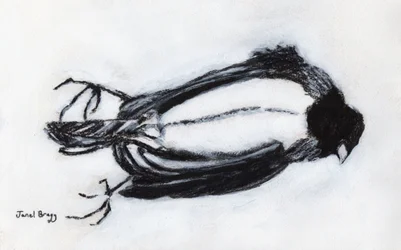 Dead Bird by my Stairwell, noin 2018 (hiiltä ja gessoa paperille).