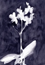 Orchid Impression in Dark Blue Gray, n. 2019 (vesiväri paperille).