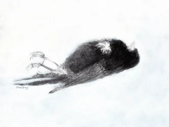 Haavoittuvuus ja kuolema talvella (Dead Bird by my Stairwell II, n.2019) hiiltä ja gessoa paperille)