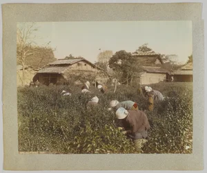 Picking Tea, Japani (käsinvärinen mustavalkokuva)
