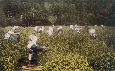 Naiset poimimassa teetä miespuolisen valvojan kanssa, 1890-luku.